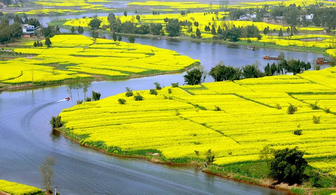 学生陈静潼南油菜花2.png 学生陈静潼南油菜花2.png