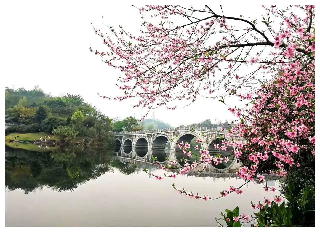 园博园樱花。。.jpg 园博园樱花。。.jpg