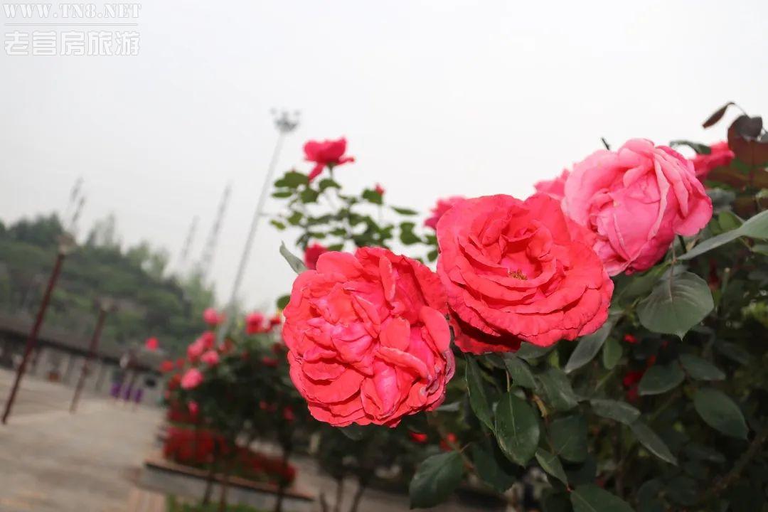 园博园1.jpg 园博园1.jpg