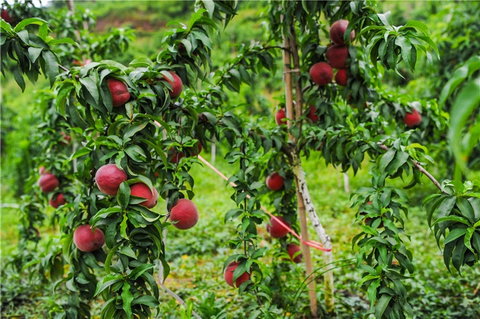 图片4.png 图片4.png