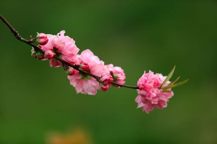上海桃花村约有300亩桃园、水泊和各类珍贵树种